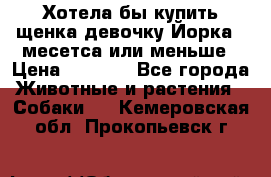 Хотела бы купить щенка девочку Йорка 2 месетса или меньше › Цена ­ 5 000 - Все города Животные и растения » Собаки   . Кемеровская обл.,Прокопьевск г.